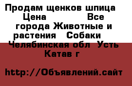 Продам щенков шпица › Цена ­ 25 000 - Все города Животные и растения » Собаки   . Челябинская обл.,Усть-Катав г.